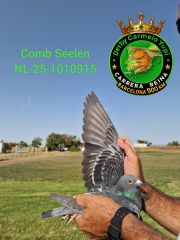 NL-25-1010915