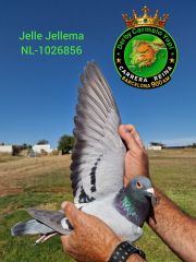 NL-25-1026856