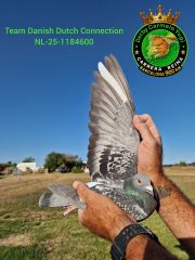NL-25-1184600