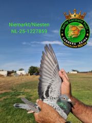 NL-25-1227859