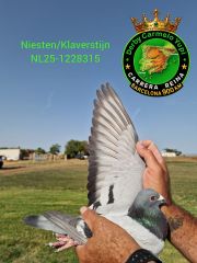 NL-25-1228315