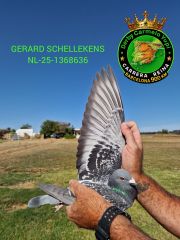 NL-25-1368636