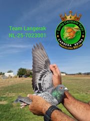 NL-25-7023001