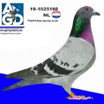 NL19-1025168