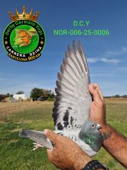 NOR-006-25-0006