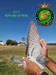 NOR-006-25-0036