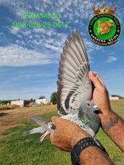 NOR-026-25-617