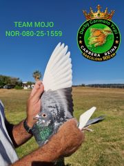 NOR-80-25-1559