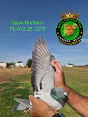 PL-012-25-7275