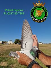 PL-0217-25-7392
