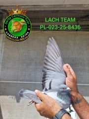 PL-023-25-8436