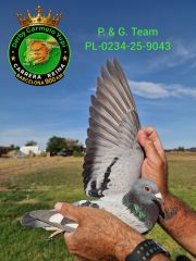 PL-0234-25-9043