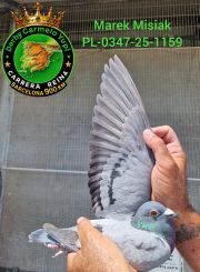 PL-0347-25-1159