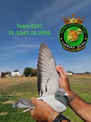 PL-0347-25-2939