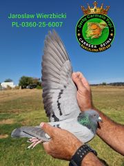 PL-0360-25-6007