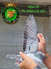 PL-0362-25-741
