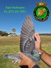 PL-072-25-7091
