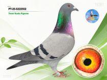 PT-25-5222552