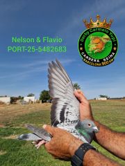 PT-25-5482683