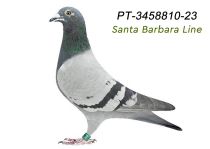 PT-3458810-23