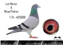 PT-4020688-24