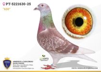 PT-5221630-25