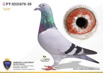 PT-5221670-25
