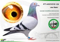 PT-6051010-26