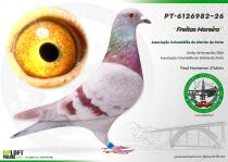 PT-6126982-26