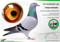 PT-6129009-26