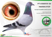 PT-6188010-26