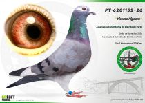 PT-6201152-26