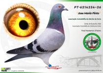 PT-6214234-26