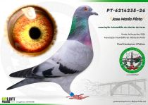 PT-6214235-26