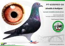 PT-6250902-26