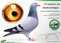 PT-6250911-26