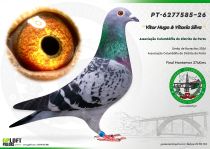 PT-6277585-26