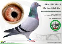 PT-6277595-26