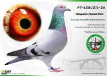 PT-6280211-26