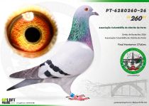 PT-6280260-26