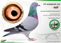 PT-6288403-26