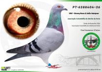 PT-6288404-26