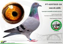 PT-6297503-26
