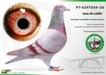 PT-6297505-26