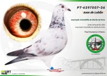 PT-6297507-26
