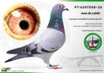PT-6297508-26