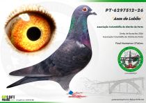 PT-6297512-26