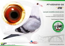 PT-6324016-26