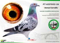 PT-6337002-26