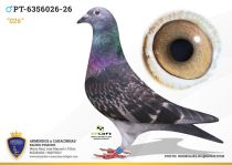 PT-6356026-26